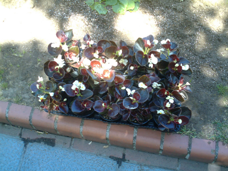 begonias