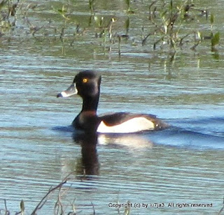 Ring-necked Duck