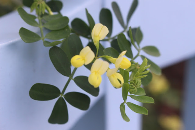 The Coronilla I first saw at West Green House