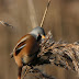 Bearded Reedlings