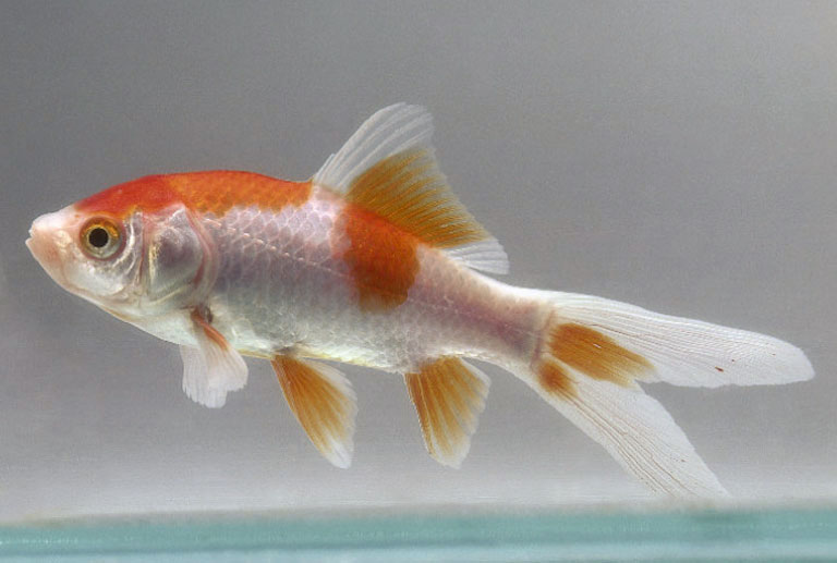 Freshwater Fish Talk: Comet Goldfish