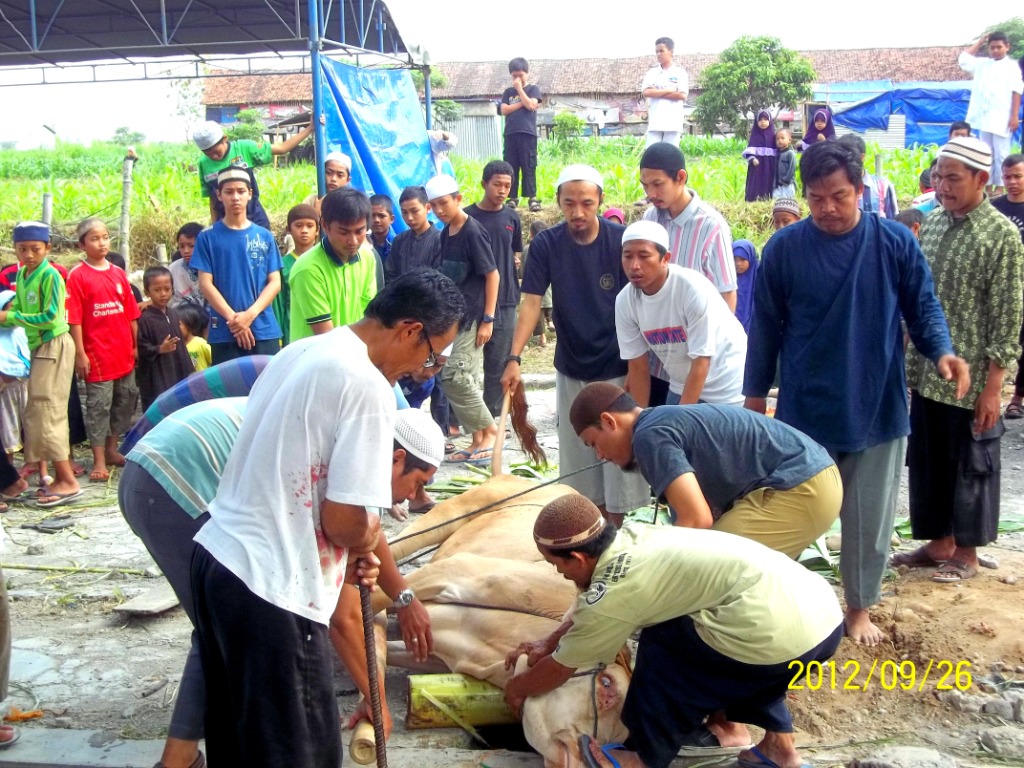 Cerita Idul Adha Dan Foto Foto Hewan Kurban 2012 Di Yogyakarta