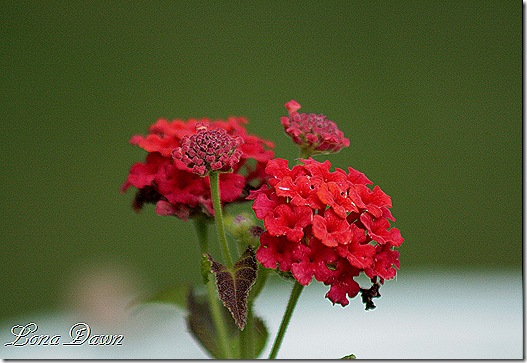 Lantana_DallasRed_Sept29