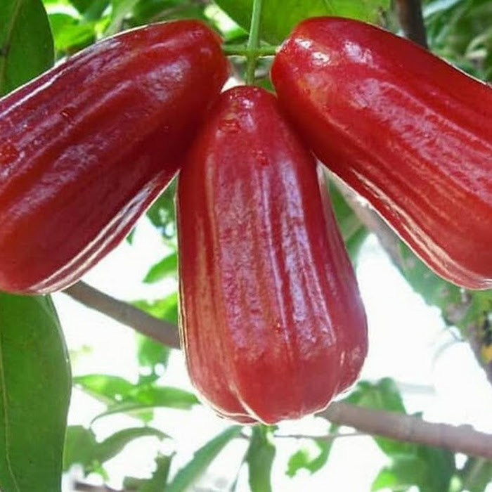 Bibit Jambu Madu Merah