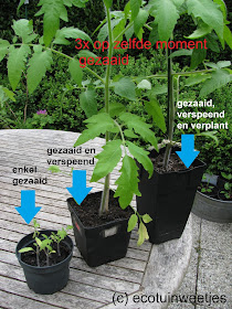 tomaten verspenen, tomaten kweken, tomaten verplanten, tuintip, ecotuintip