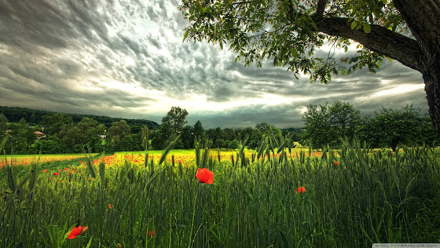 poppies, spikelets, wallpapers