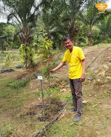 Young Durian Farm Kuala Lipis at Durian Wonderland 