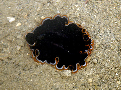 Flatworm