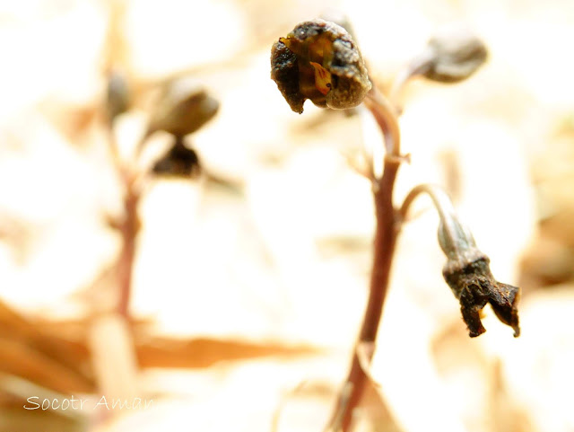 Gastrodia confusa