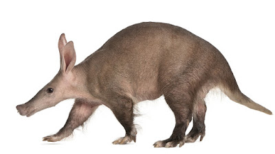 aardvarks images free 