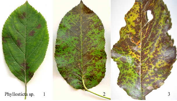 Этапы развития филлостиктоза на листьях яблони