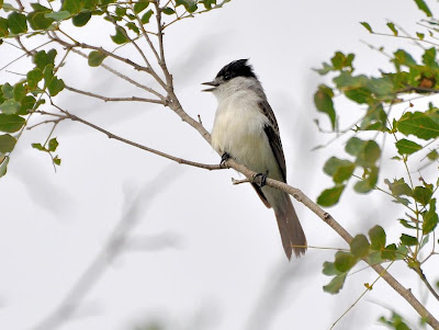 Tijerilla Xenopsaris albinucha