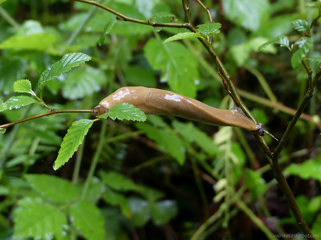 banana slug