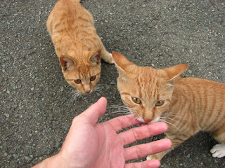 3匹の茶トラ子猫 指を噛む