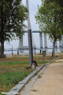 fotografia do meu Pastor Australiano com a ponte Vasco da Gama como fundo