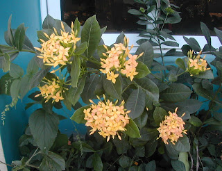 Ixora, La Ceiba, Honduras