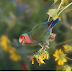 Harga Burung Lovebird Membuat Banyak Orang Tertarik