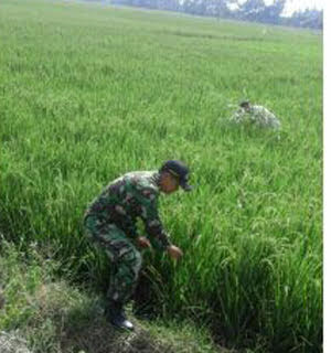 Serda Situmorang : Penyuluhan Pertanian Sangat Penting untuk mencegah Hama Tanaman