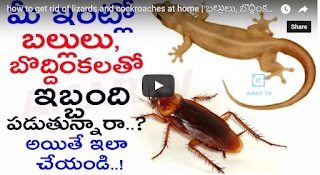 Home Remedies to Get Rid of Lizards & Cockroaches 