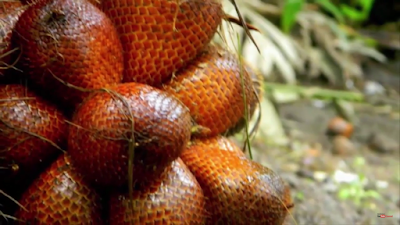 Agrowisata Salak Pondoh, Siak Riau