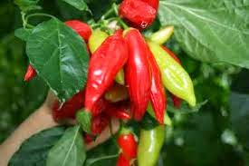 Cara Membuat Benih dan Menanam Cabe Dari Biji Dunia Kebun