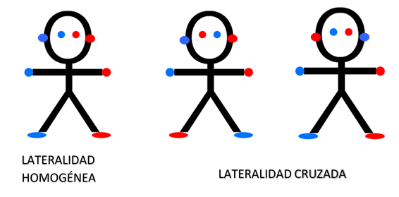 Image result for La lateralidad cruzada