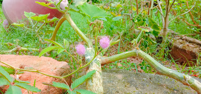 Lajwanti lajjaboti kumari lota shy tree flowers Images & photos of mimosa