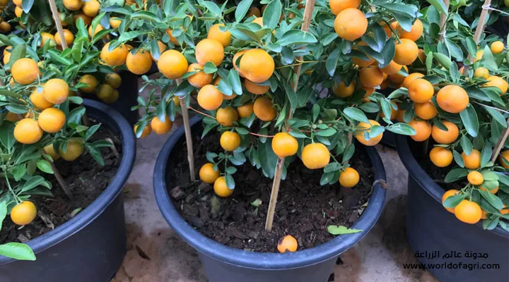 طريقة زراعة البرتقال من البذور في المنزل بطريقة صحيحة وسهلة