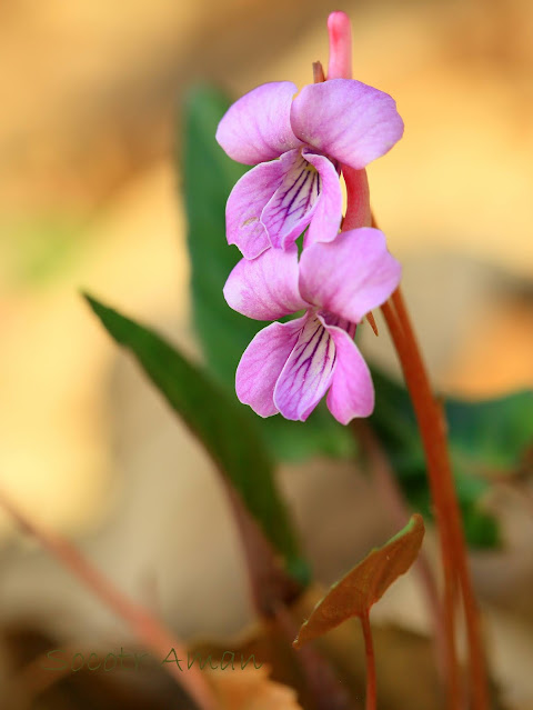 Viola violacea