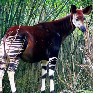 Okapi is pronounced oh-KAH-pee.