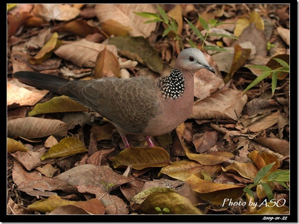 斑頸鳩(2009-1-22植物園)5633