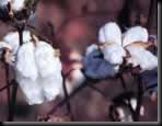 Opencotton3