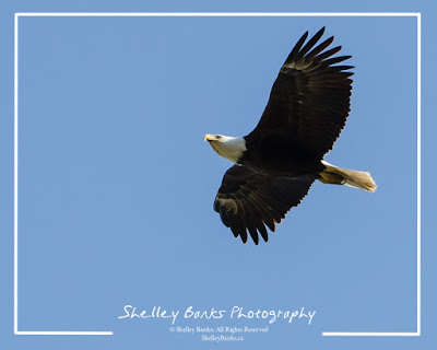 Bald Eagle  © Shelley Banks, All Rights Reserved. 