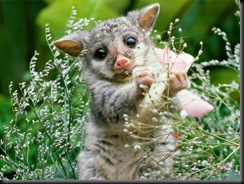 Wombat-Baby-