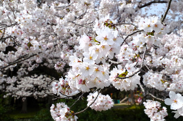 彌彥公園的櫻花盛開率接近100%。