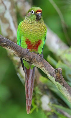 Reddish bellied Parakeet