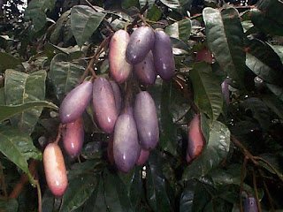 Safou Fruit Pictures