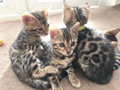 bengal kittens in kuwait,cats and kittens in kuwait,cat breeders in kuwait,bengal breeders kuwait,cats for sale in kuwait