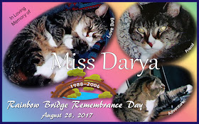 Remembering Miss Darya on Rainbow Bridge Remembrance Day