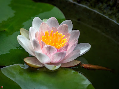Water lily flower: Kita-kamakura