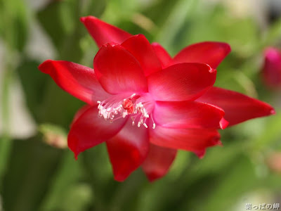 Red Spring Flower Desktop Background
