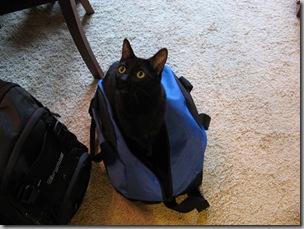 Sheeba in a bag