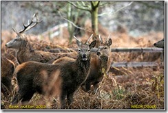 Bradgate Park - Dark day