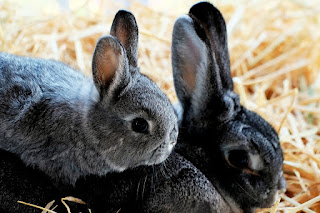 A chinchilla coloured baby rabbit sitting on top of of his black rabbit mum