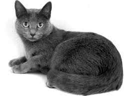 Russian Blue 