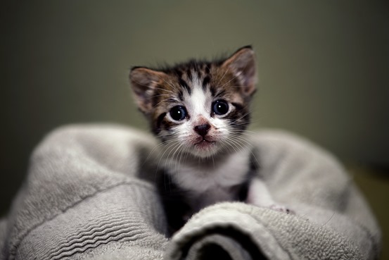 Cutest Desktop Evar