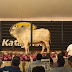 Leilão Katayama 2016: 550 touros Nelore à venda em Guararapes (SP), no dia 20 de agosto