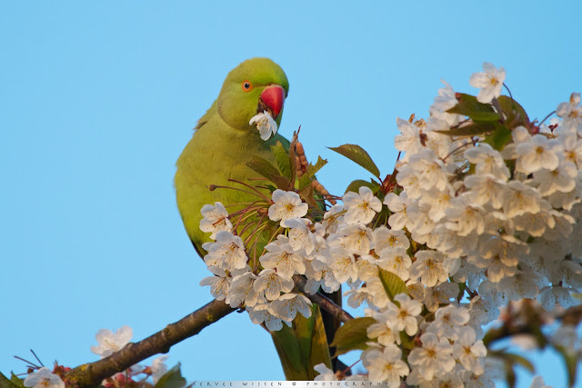 Halsbandparkiet - Ring-necked Parakeet - Psittacula krameri