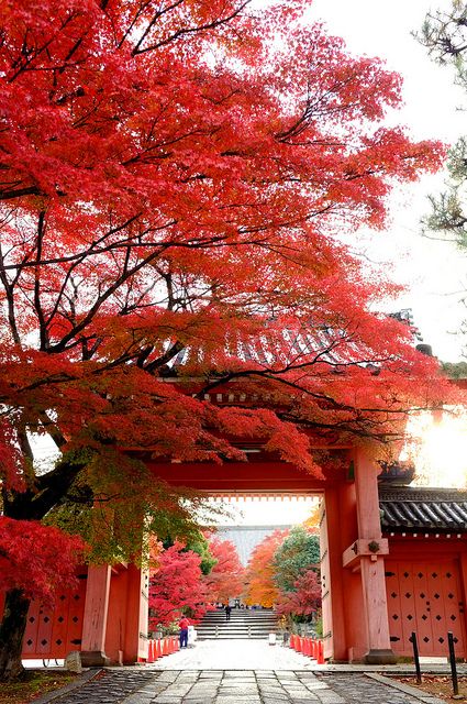 Aristotelian system - Kyoto, Japan Autumn Leaves
