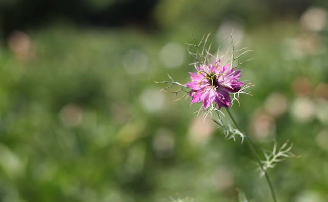 Love-in-a-Mist Flowers